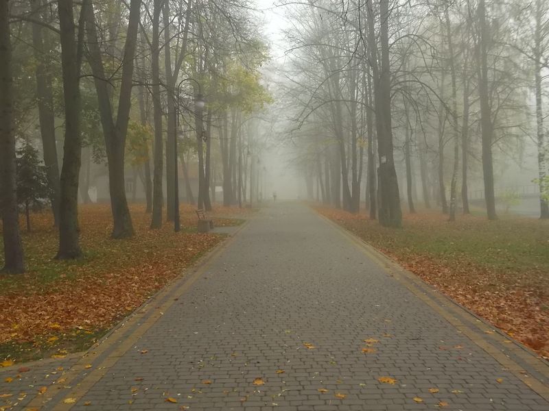 © Andrei  Kolyaskin - Foggy  autumn  morning  on  the  central  park  of  Ivano - Frankivsk  City , Ukraine .