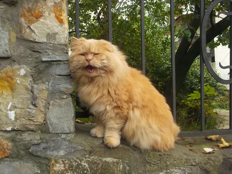 © Andrei  Kolyaskin - Cat  in  Ivano - Frankivsk  City , Ukraine .