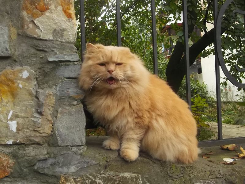© Andrei  Kolyaskin - Cat  in  Ivano - Frankivsk  City , Ukraine .