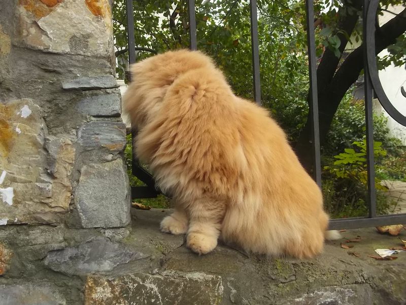 © Andrei  Kolyaskin - Cat  in  Ivano - Frankivsk  City , Ukraine .