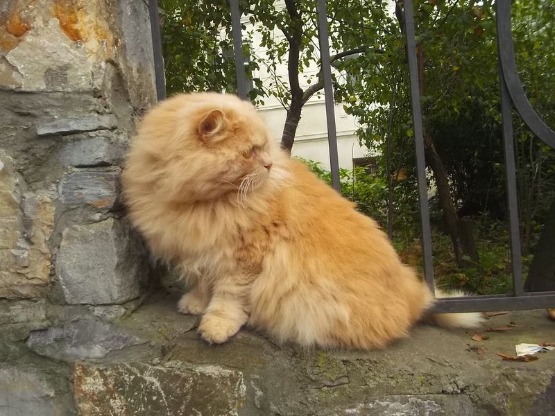 © Andrei  Kolyaskin - Cat  in  Ivano - Frankivsk  City , Ukraine .