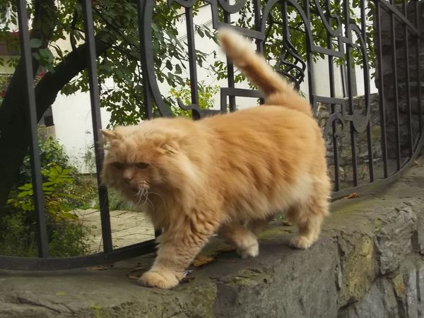 © Andrei  Kolyaskin - Cat  in  Ivano - Frankivsk  City , Ukraine .