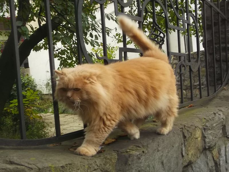 © Andrei  Kolyaskin - Cat  in  Ivano - Frankivsk  City , Ukraine .