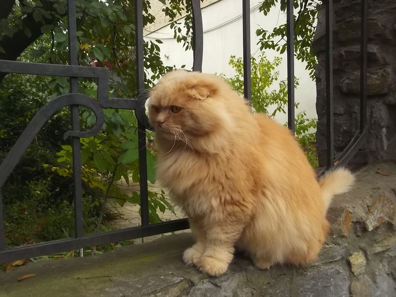 © Andrei  Kolyaskin - Cat  in  Ivano - Frankivsk  City , Ukraine .