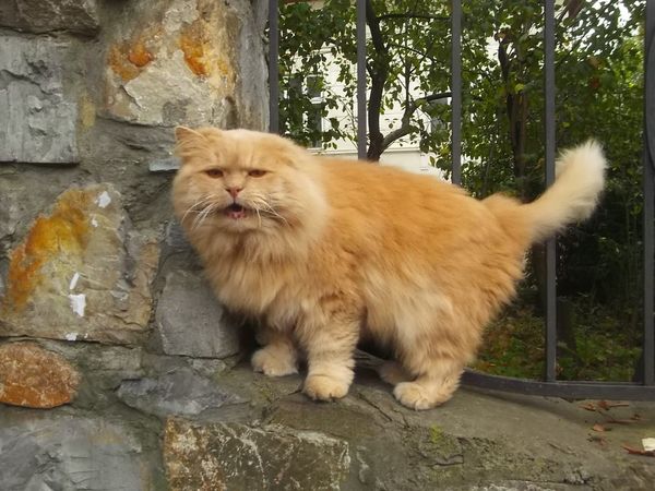 © Andrei  Kolyaskin - Cat  in  Ivano - Frankivsk  City , Ukraine .
