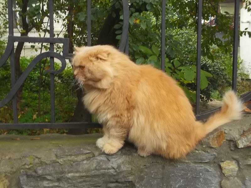 © Andrei  Kolyaskin - Cat  in  Ivano - Frankivsk  City , Ukraine .