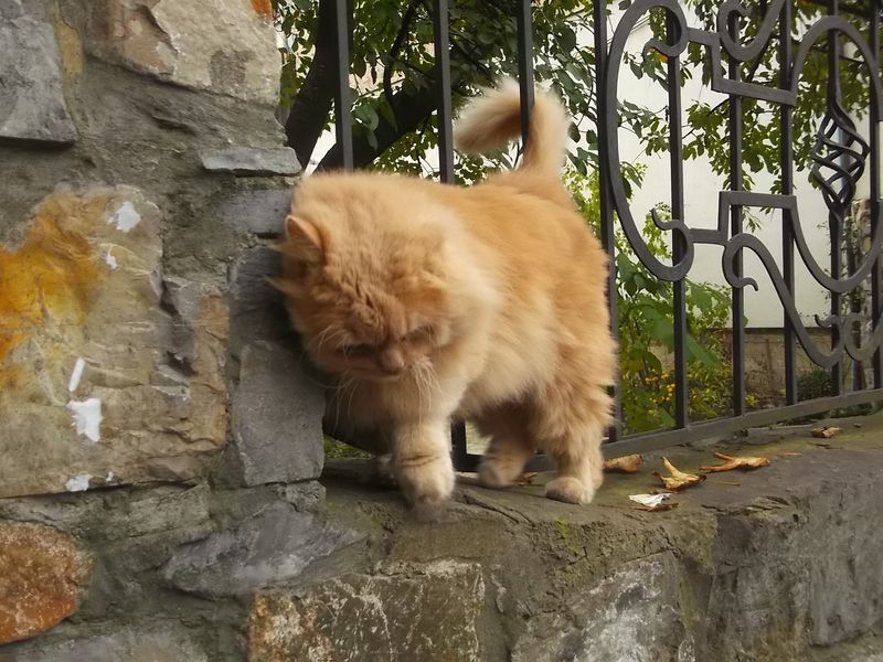 © Andrei  Kolyaskin - Cat  in  Ivano - Frankivsk  City , Ukraine .