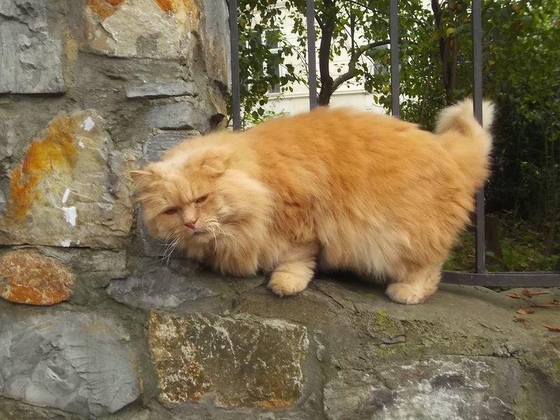© Andrei  Kolyaskin - Cat  in  Ivano - Frankivsk  City , Ukraine .