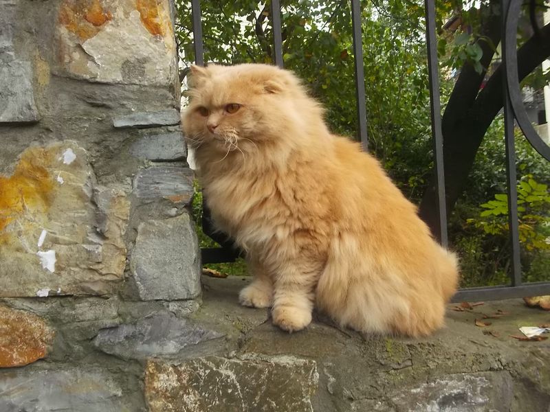 © Andrei  Kolyaskin - Cat  in  Ivano - Frankivsk  City , Ukraine .