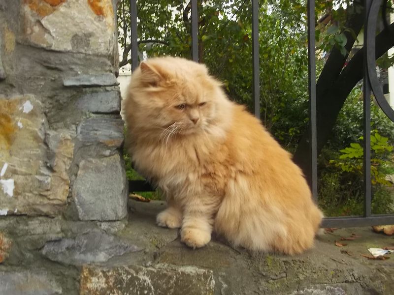 © Andrei  Kolyaskin - Cat  in  Ivano - Frankivsk  City , Ukraine .