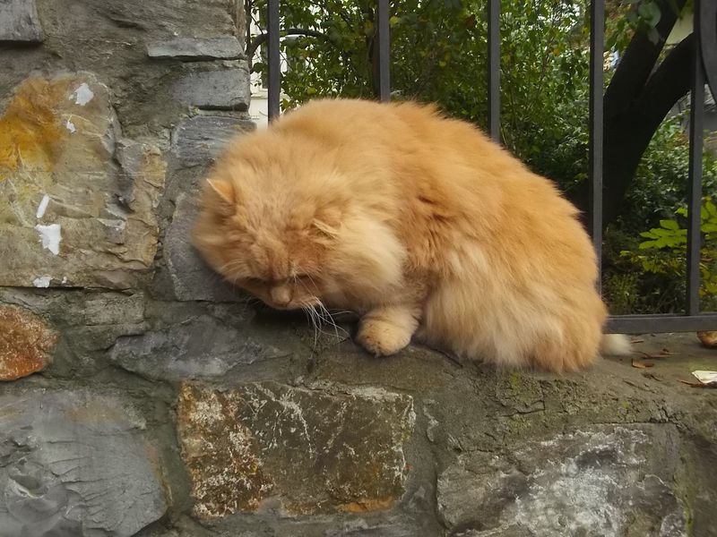 © Andrei  Kolyaskin - Cat  in  Ivano - Frankivsk  City , Ukraine .