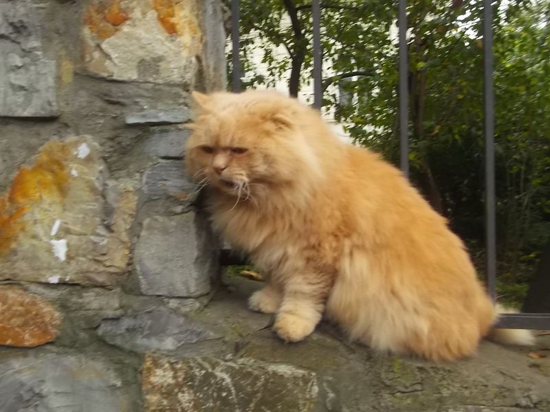 © Andrei  Kolyaskin - Cat  in  Ivano - Frankivsk  City , Ukraine .