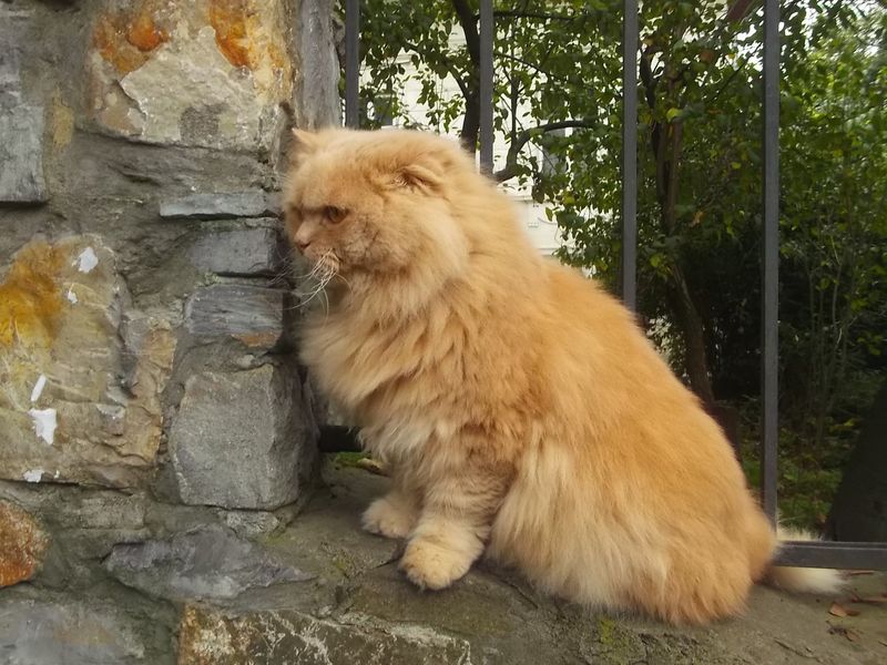 © Andrei  Kolyaskin - Cat  in  Ivano - Frankivsk  City , Ukraine .