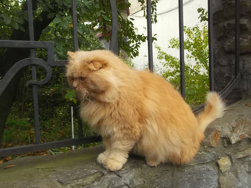 © Andrei  Kolyaskin - Cat  in  Ivano - Frankivsk  City , Ukraine .