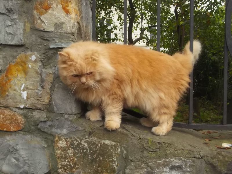 © Andrei  Kolyaskin - Cat  in  Ivano - Frankivsk  City , Ukraine .
