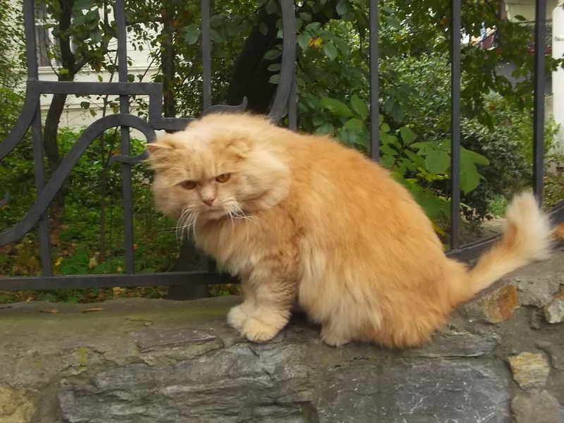 © Andrei  Kolyaskin - Cat  in  Ivano - Frankivsk  City , Ukraine .