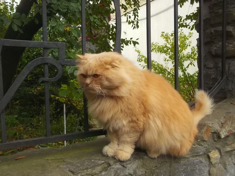 © Andrei  Kolyaskin - Cat  in  Ivano - Frankivsk  City , Ukraine .