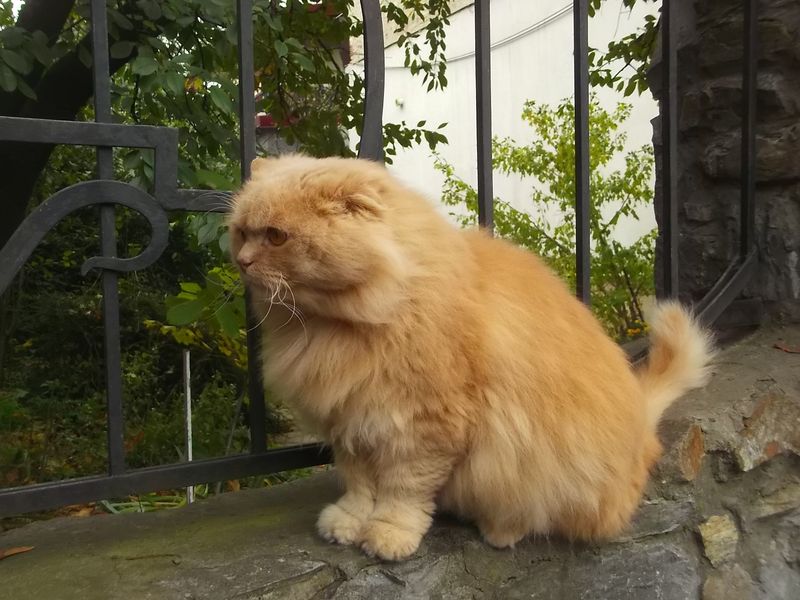 © Andrei  Kolyaskin - Cat  in  Ivano - Frankivsk  City , Ukraine .