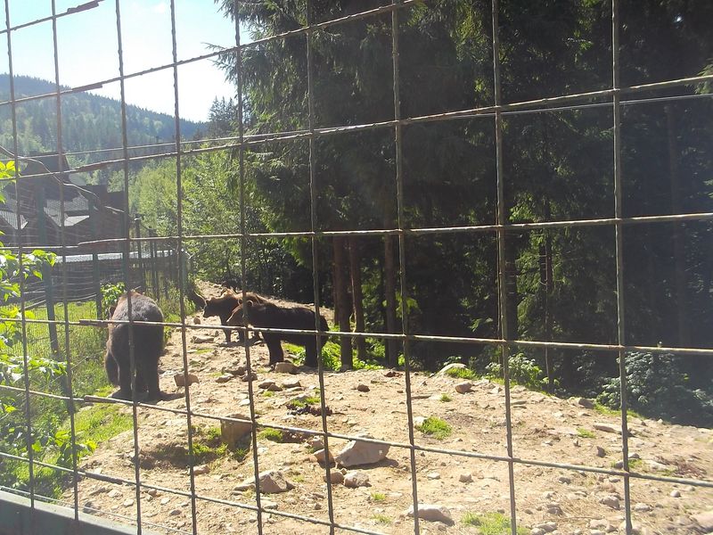 © Andrei  Kolyaskin - Brown  bear  rehabilitation  center in  village  Synevir  of  Mezhygirya  area  of  Zacarpatian  region , Ukraine .