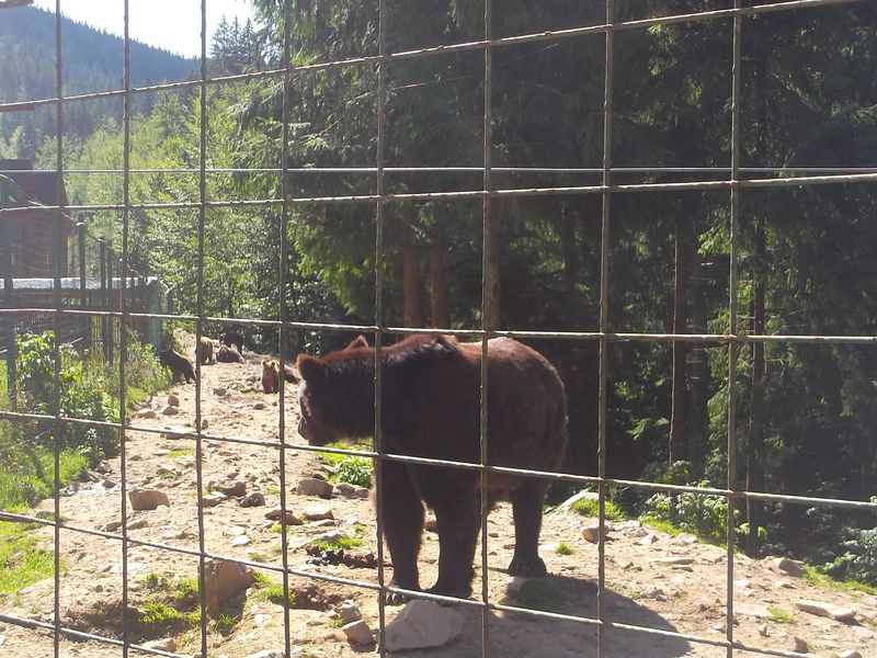 © Andrei  Kolyaskin - Brown  bear  rehabilitation  center in  village  Synevir  of  Mezhygirya  area  of  Zacarpatian  region , Ukraine .