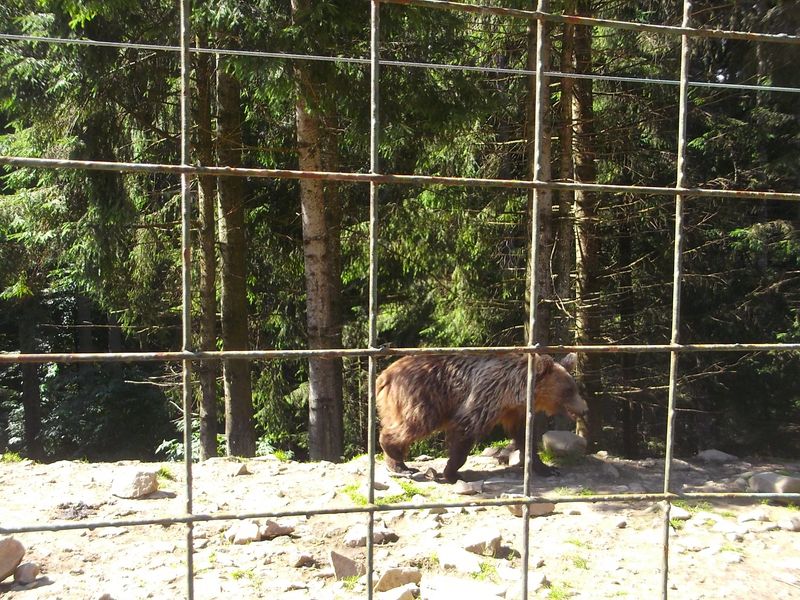 © Andrei  Kolyaskin - Brown  bear  rehabilitation  center in  village  Synevir  of  Mezhygirya  area  of  Zacarpatian  region , Ukraine .