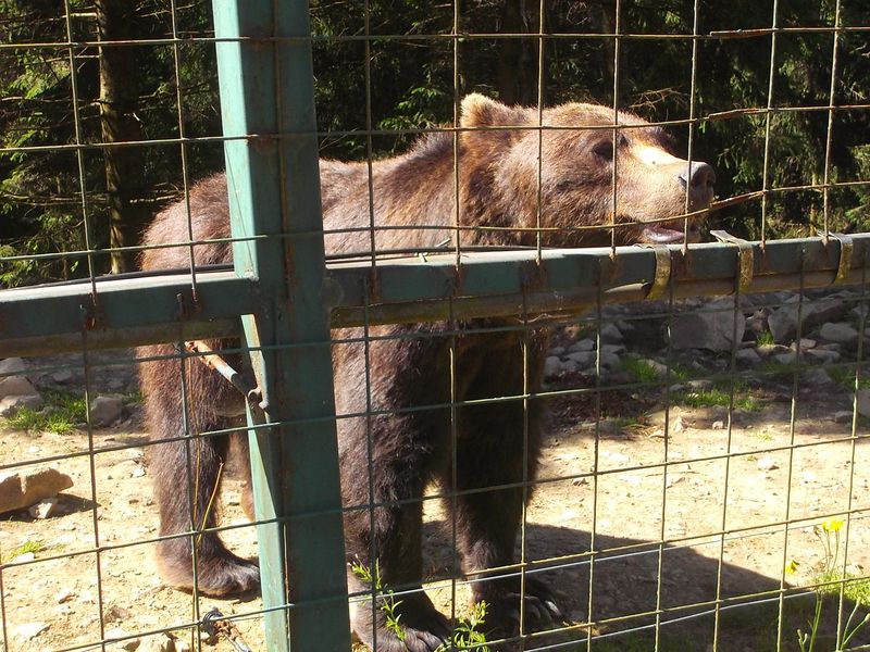 © Andrei  Kolyaskin - Brown  bear  rehabilitation  center in  village  Synevir  of  Mezhygirya  area  of  Zacarpatian  region , Ukraine .