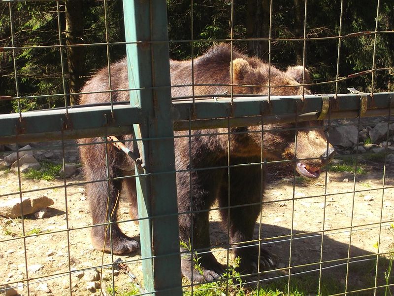© Andrei  Kolyaskin - Brown  bear  rehabilitation  center in  village  Synevir  of  Mezhygirya  area  of  Zacarpatian  region , Ukraine .