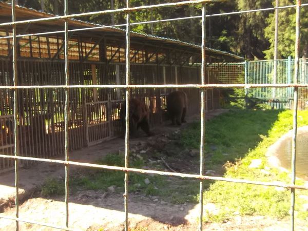 © Andrei  Kolyaskin - Brown  bear  rehabilitation  center in  village  Synevir  of  Mezhygirya  area  of  Zacarpatian  region , Ukraine .