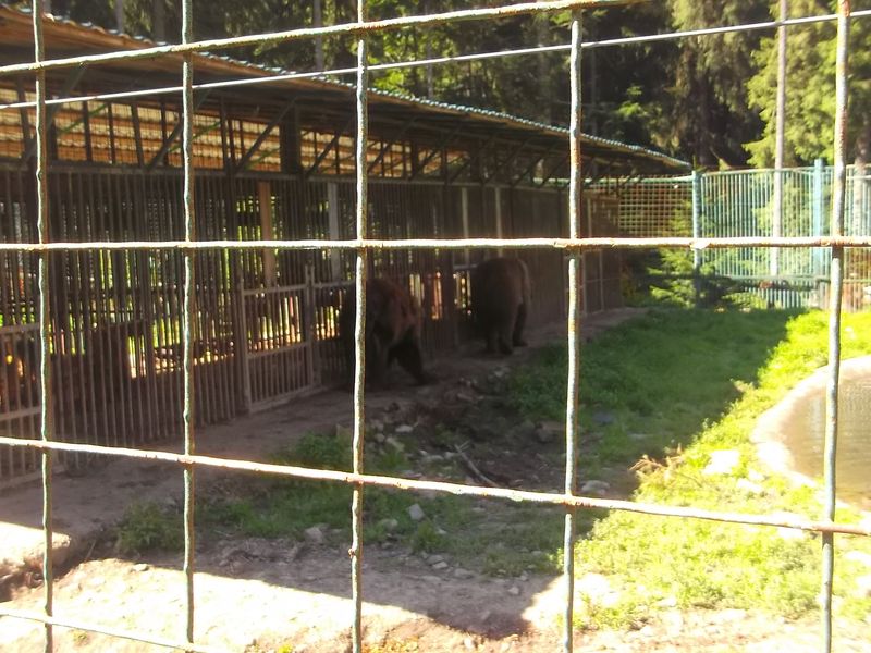© Andrei  Kolyaskin - Brown  bear  rehabilitation  center in  village  Synevir  of  Mezhygirya  area  of  Zacarpatian  region , Ukraine .