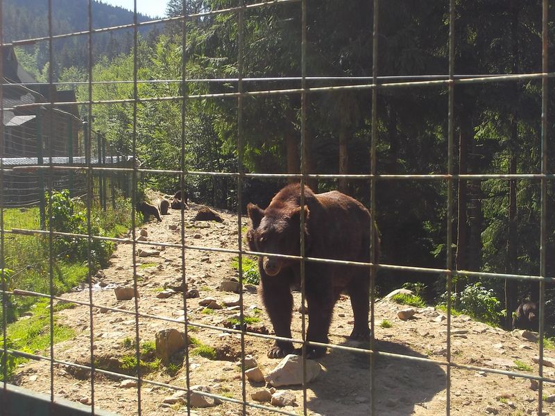 © Andrei  Kolyaskin - Brown  bear  rehabilitation  center in  village  Synevir  of  Mezhygirya  area  of  Zacarpatian  region , Ukraine .