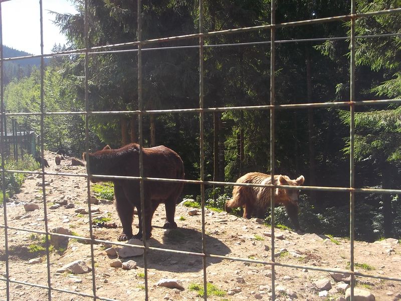 © Andrei  Kolyaskin - Brown  bear  rehabilitation  center in  village  Synevir  of  Mezhygirya  area  of  Zacarpatian  region , Ukraine .