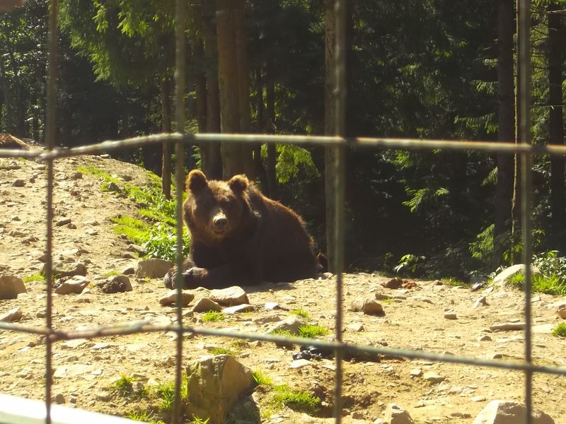 © Andrei  Kolyaskin - Brown  bear  rehabilitation  center in  village  Synevir  of  Mezhygirya  area  of  Zacarpatian  region , Ukraine .