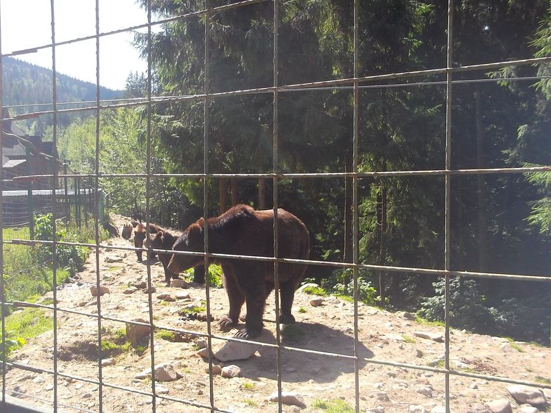 © Andrei  Kolyaskin - Brown  bear  rehabilitation  center in  village  Synevir  of  Mezhygirya  area  of  Zacarpatian  region , Ukraine .