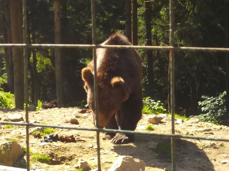 © Andrei  Kolyaskin - Brown  bear  rehabilitation  center in  village  Synevir  of  Mezhygirya  area  of  Zacarpatian  region , Ukraine .