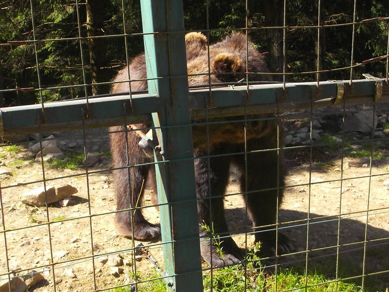 © Andrei  Kolyaskin - Brown  bear  rehabilitation  center in  village  Synevir  of  Mezhygirya  area  of  Zacarpatian  region , Ukraine .