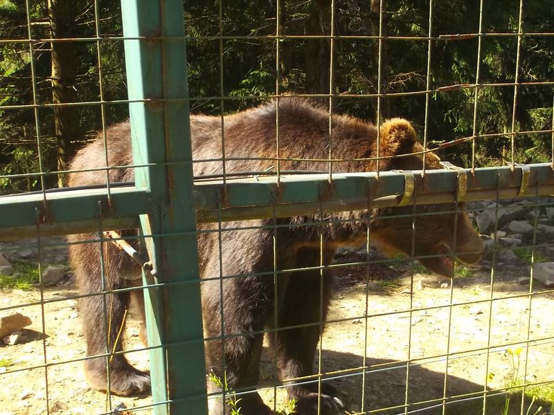 © Andrei  Kolyaskin - Brown  bear  rehabilitation  center in  village  Synevir  of  Mezhygirya  area  of  Zacarpatian  region , Ukraine .