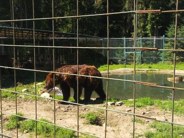 © Andrei  Kolyaskin - Brown  bear  rehabilitation  center in  village  Synevir  of  Mezhygirya  area  of  Zacarpatian  region , Ukraine .