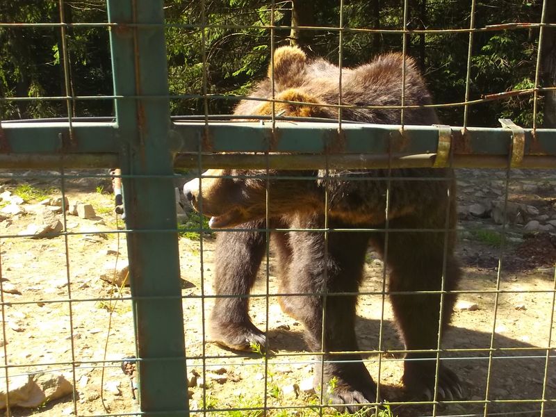 © Andrei  Kolyaskin - Brown  bear  rehabilitation  center in  village  Synevir  of  Mezhygirya  area  of  Zacarpatian  region , Ukraine .