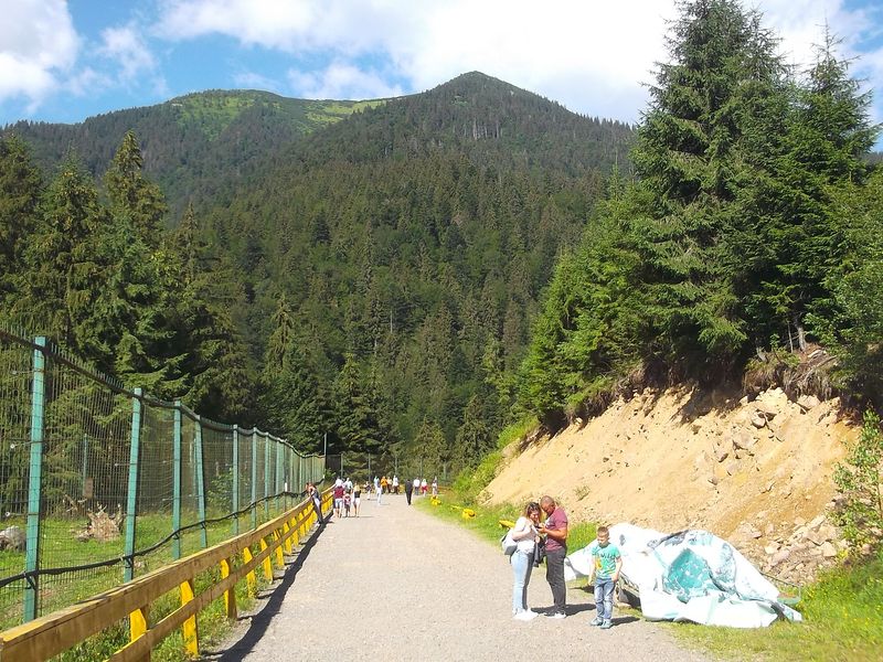 © Andrei  Kolyaskin - brown  bear  rehabilitation  center in  village  Synevir  of  Mezhygirya  area  of  Zacarpatian  region , Ukraine .