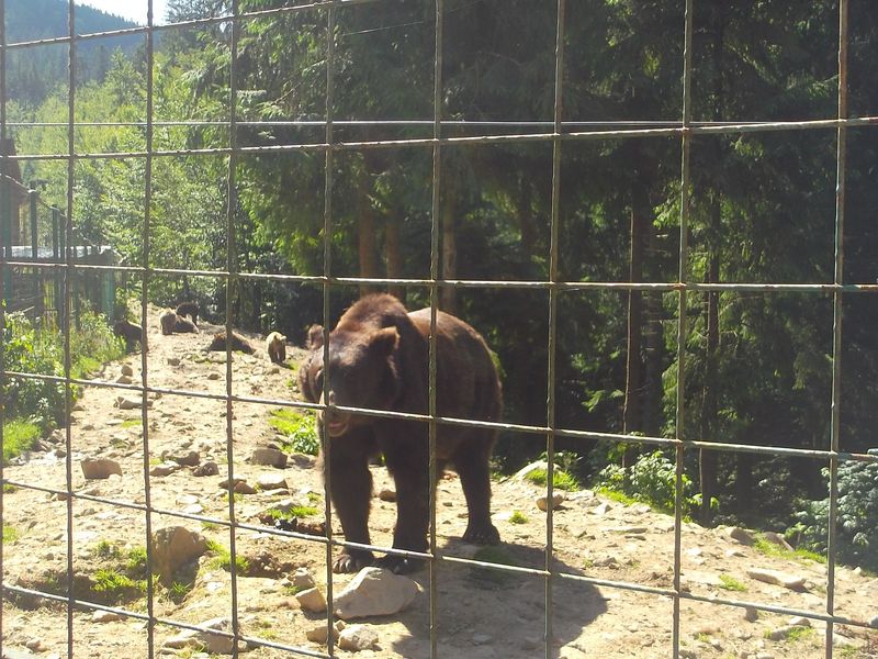 © Andrei  Kolyaskin - Brown  bear  rehabilitation  center in  village  Synevir  of  Mezhygirya  area  of  Zacarpatian  region , Ukraine .