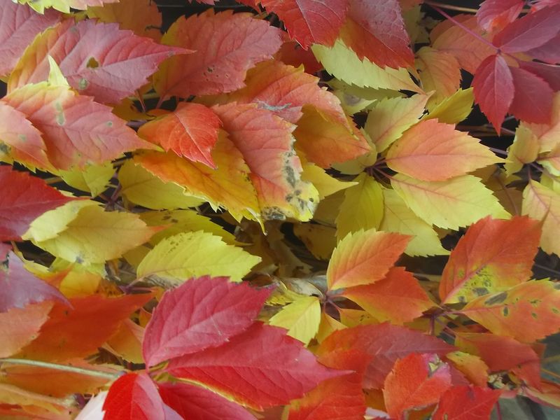 © Andrei  Kolyaskin - Autumn  in  Ivano - Frankivsk  City ,  Ukraine .