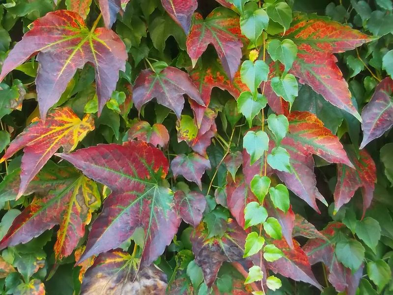 © Andrei  Kolyaskin - Autumn  in  Ivano - Frankivsk  City ,  Ukraine .