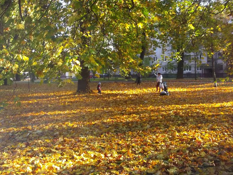 © Andrei  Kolyaskin - Autumn  in  Ivano - Frankivsk  City ,  Ukraine .