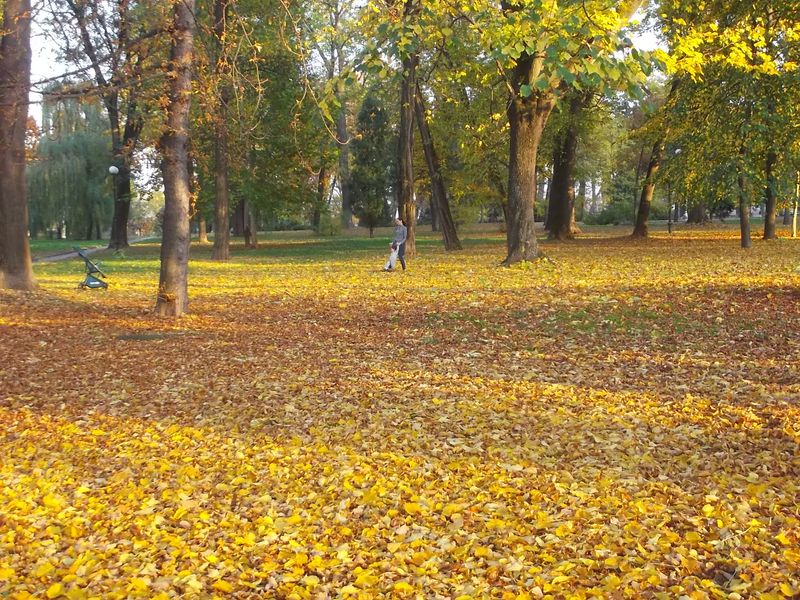 © Andrei  Kolyaskin - Autumn  in  Ivano - Frankivsk  City ,  Ukraine .