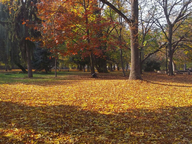 © Andrei  Kolyaskin - Autumn  in  Ivano - Frankivsk  City ,  Ukraine .