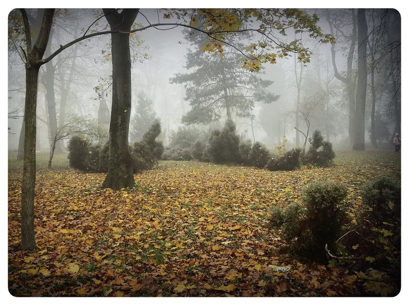 © Andrei  Kolyaskin - Foggy  morning  in  Memorial  Square  of  Ivano - Frankivsk  City , Ukraine .
