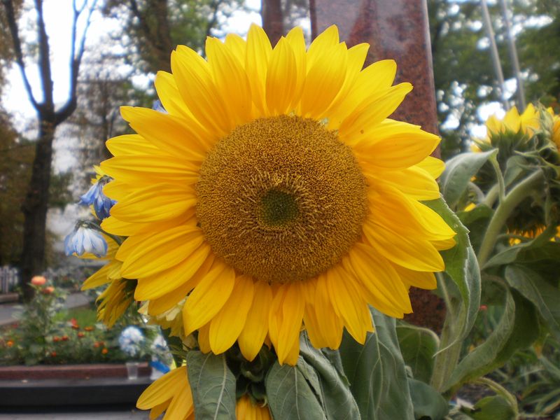 © Andrei  Kolyaskin - Flowers  of  Ivano - Frankivsk  City , Ukraine .