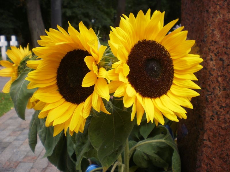 © Andrei  Kolyaskin - Flowers  of  Ivano - Frankivsk  City , Ukraine .
