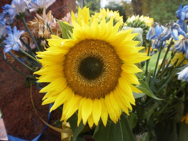 © Andrei  Kolyaskin - Flowers  of  Ivano - Frankivsk  City , Ukraine .
