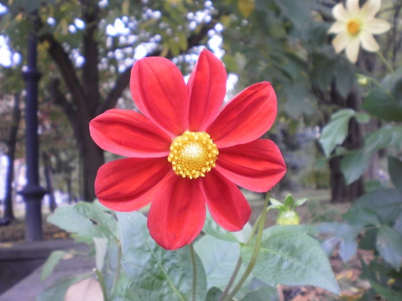 © Andrei  Kolyaskin - Flowers  of  Ivano - Frankivsk  City , Ukraine .